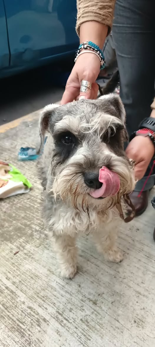 Dog sighting photo