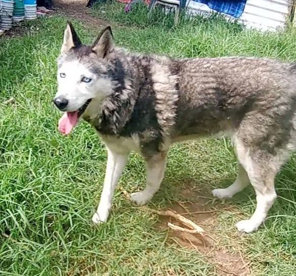 Foto del avistamiento de perro