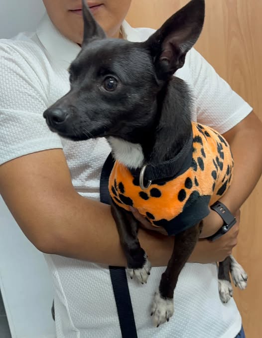 Foto del avistamiento de perro