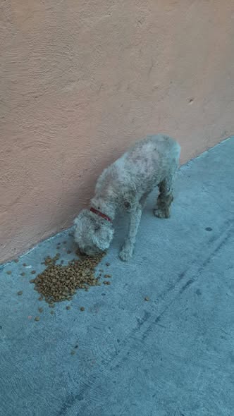 Foto del avistamiento de perro