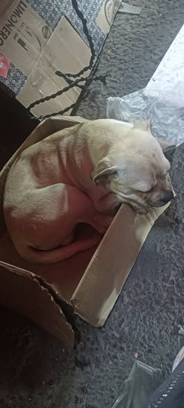Dog sighting photo