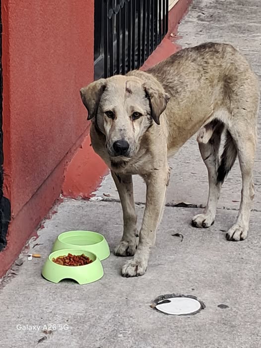 Dog sighting photo