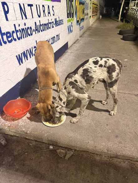 Dog sighting photo