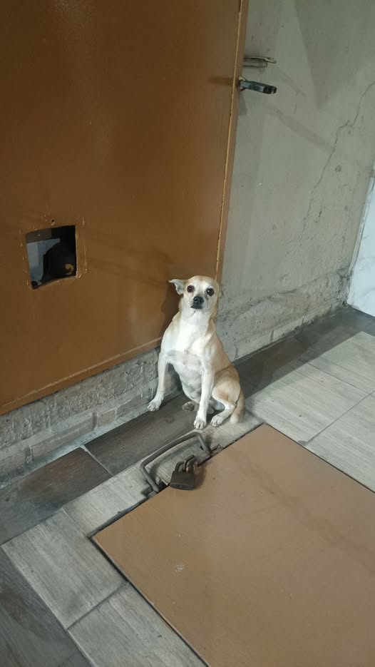 Dog sighting photo