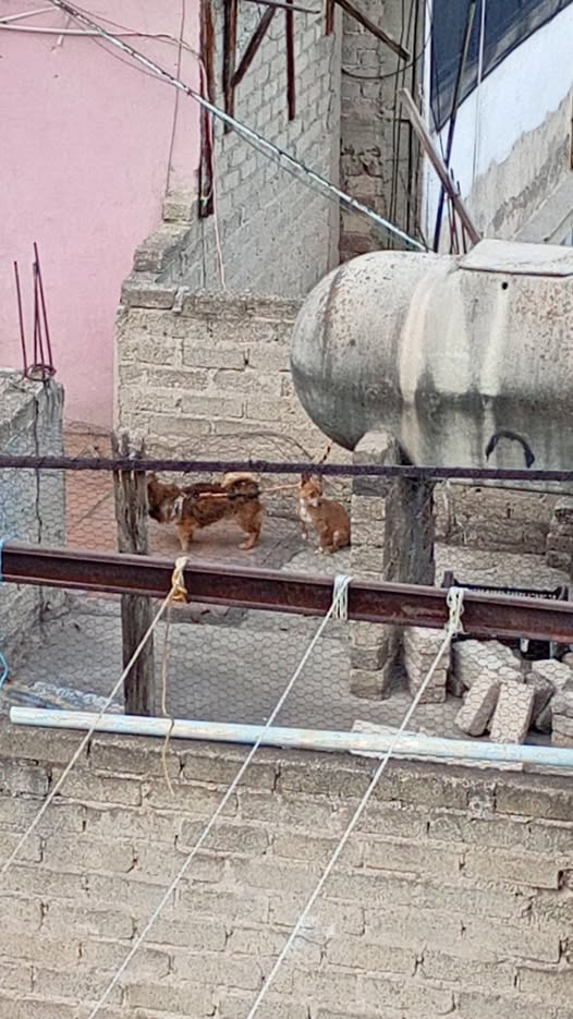 Foto del avistamiento de perro