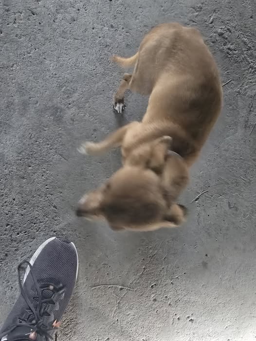 Foto del avistamiento de perro