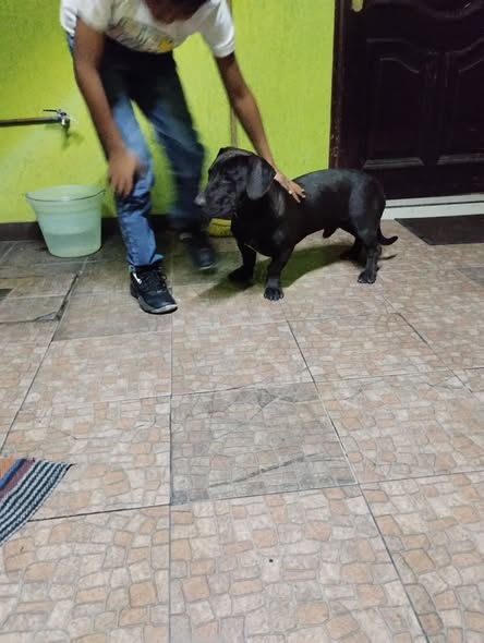 Foto del avistamiento de perro