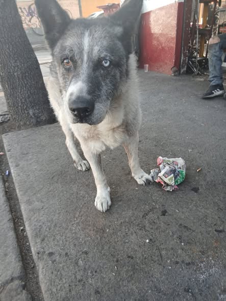 Foto del avistamiento de perro