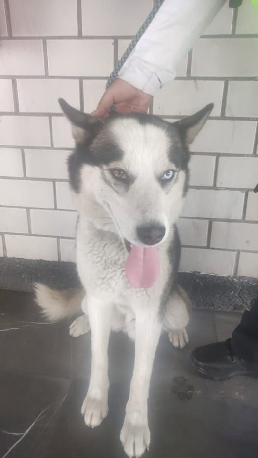 Foto del avistamiento de perro