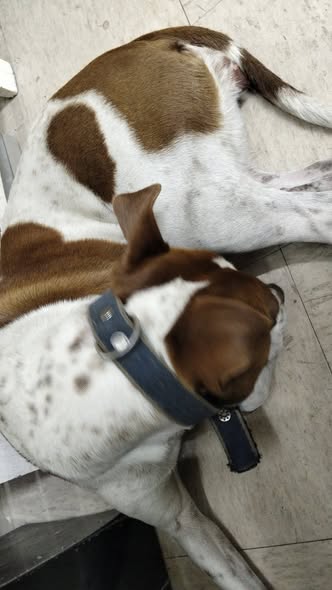 Foto del avistamiento de perro