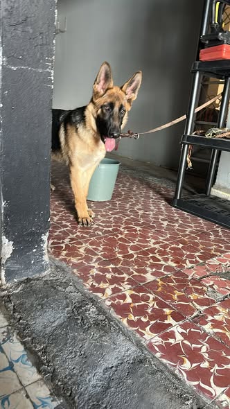 Foto del avistamiento de perro