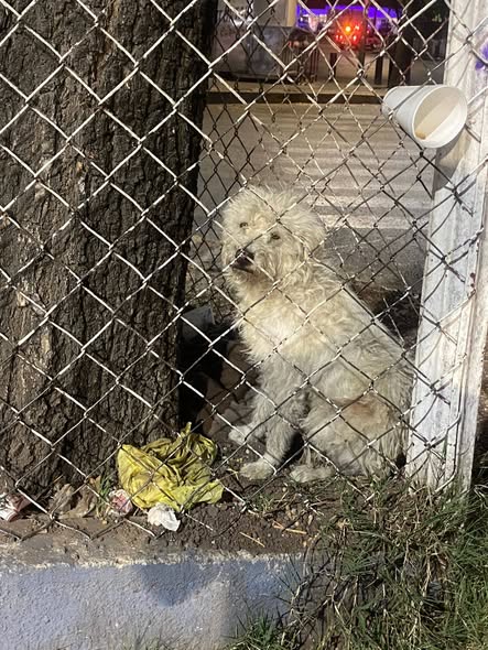 Foto del avistamiento de perro
