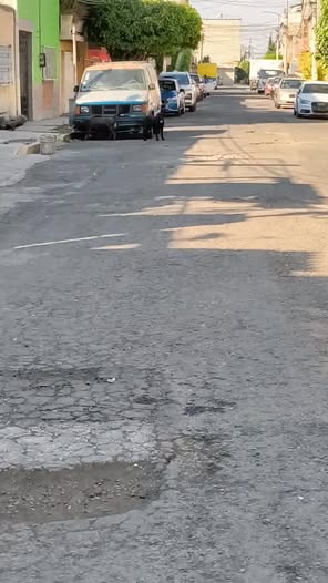 Foto del avistamiento de perro