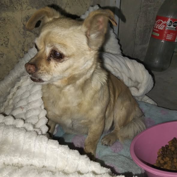 Foto del avistamiento de perro