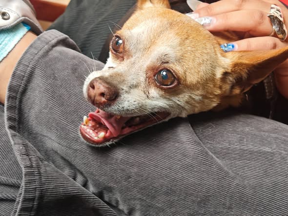 Foto del avistamiento de perro