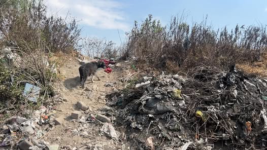 Foto del avistamiento de perro