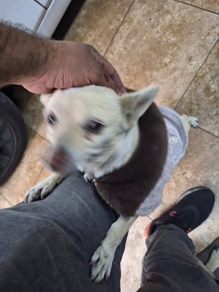 Foto del avistamiento de perro