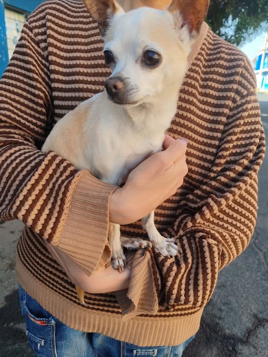 Foto del avistamiento de perro