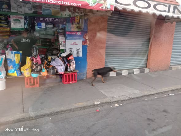 Foto del avistamiento de perro
