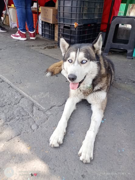 Foto del avistamiento de perro