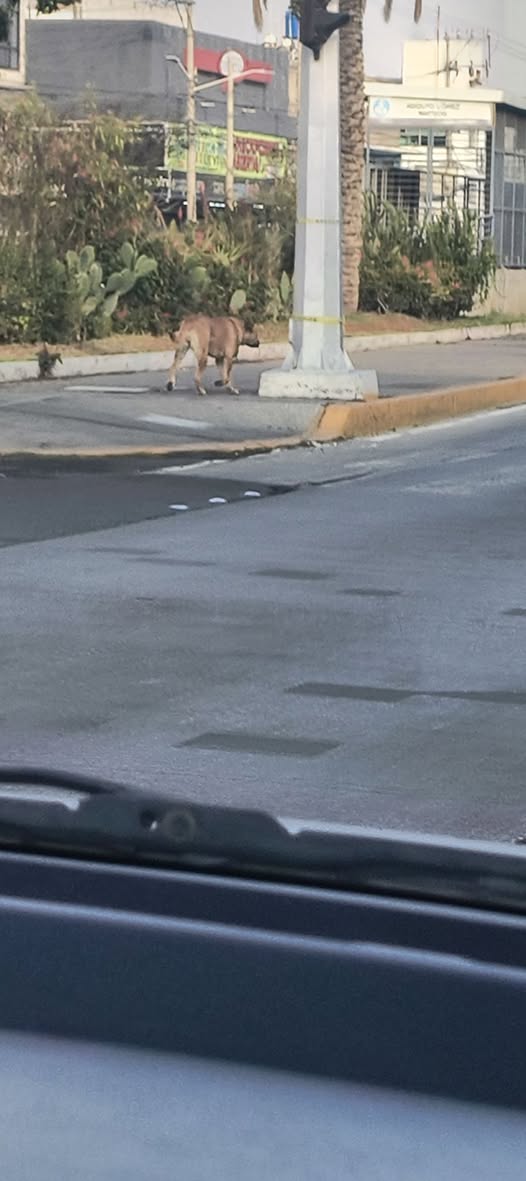 Foto del avistamiento de perro