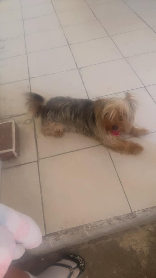 Dog sighting photo