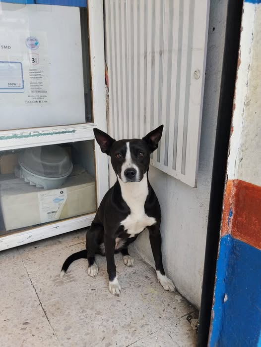 Foto del avistamiento de perro