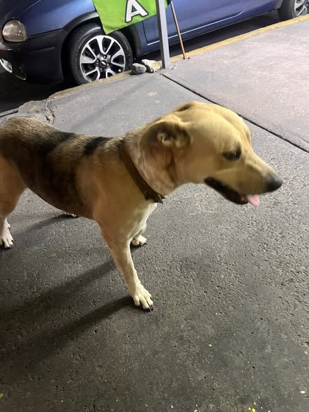Foto del avistamiento de perro