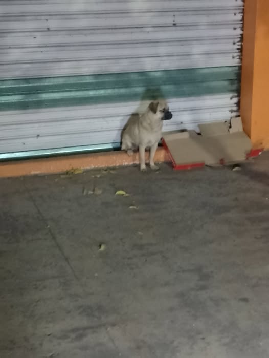 Dog sighting photo