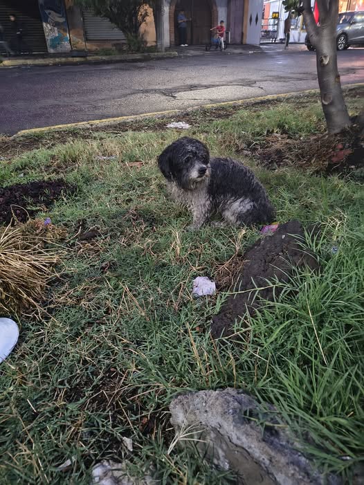 Foto del avistamiento de perro