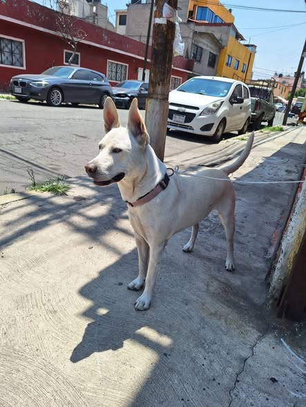 Dog sighting