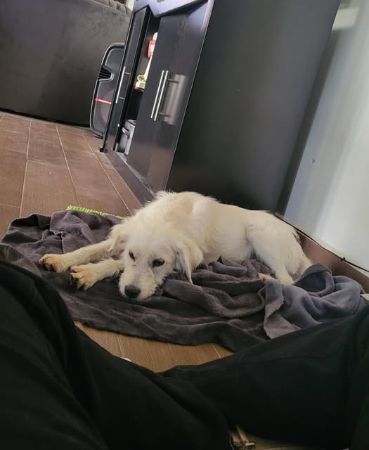 Foto del avistamiento de perro
