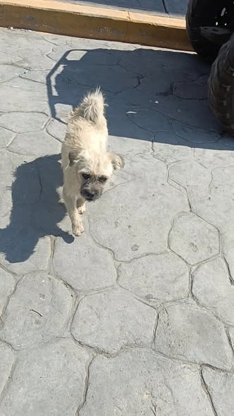 Dog sighting photo