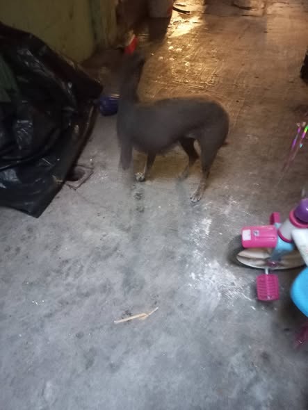 Foto del avistamiento de perro