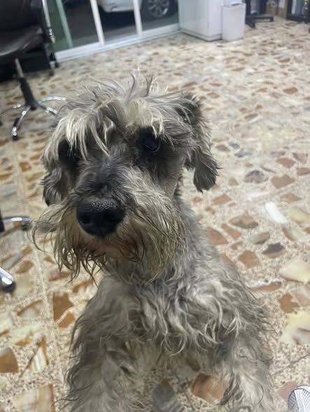 Foto del avistamiento de perro