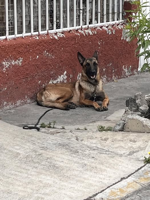 Foto del avistamiento de perro