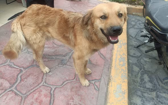 Foto del avistamiento de perro