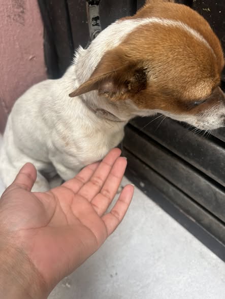 Dog sighting photo