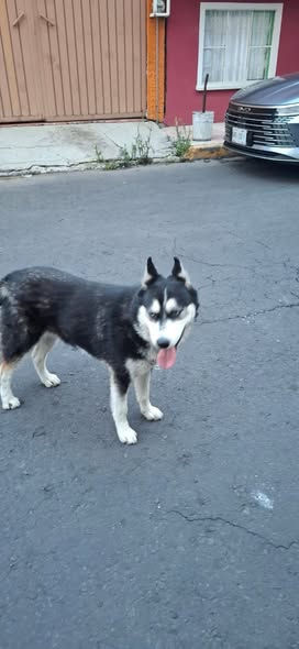 Dog sighting photo