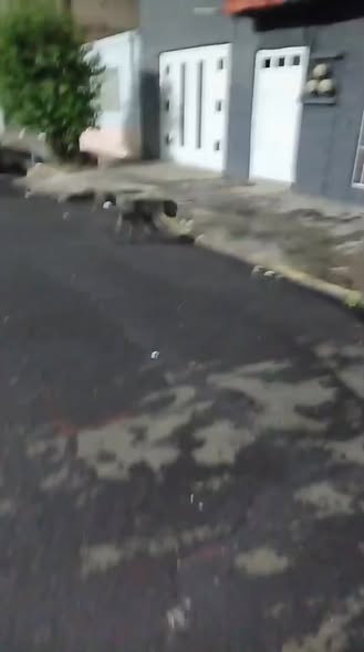Foto del avistamiento de perro