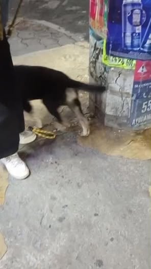 Foto del avistamiento de perro