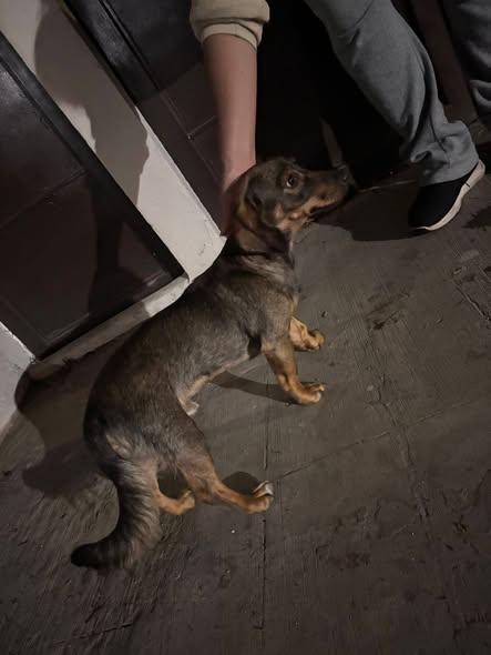 Foto del avistamiento de perro