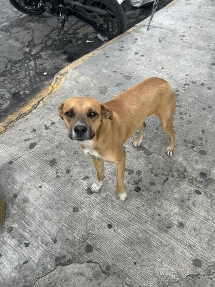 Foto del avistamiento de perro