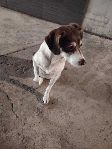 Dog sighting photo