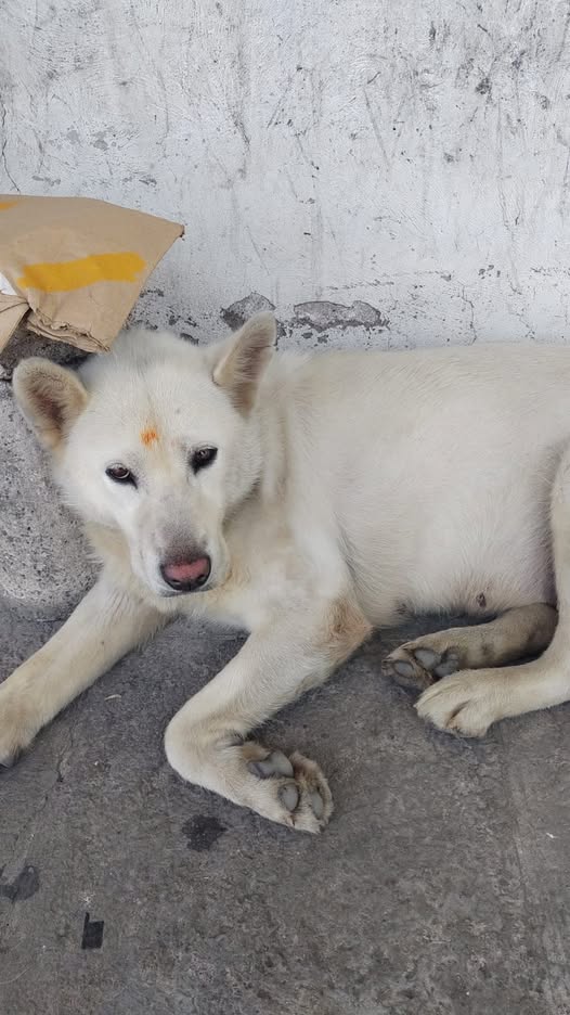 Dog sighting photo