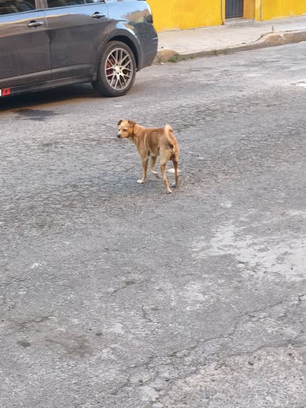 Foto del avistamiento de perro