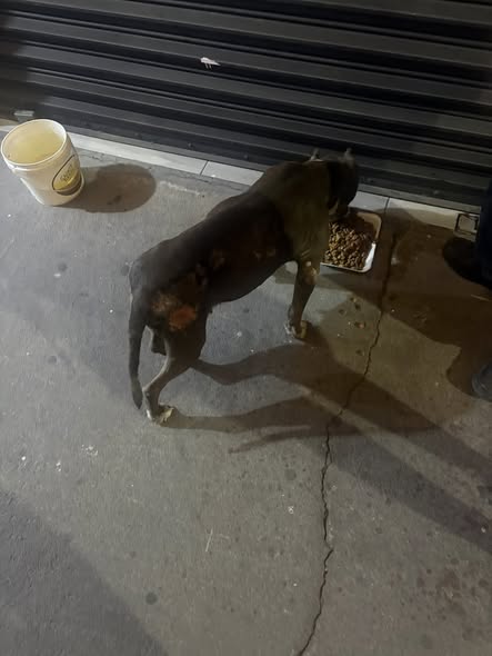 Dog sighting photo