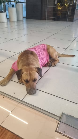 Dog sighting photo