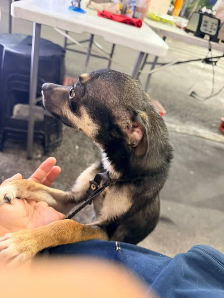 Foto del avistamiento de perro