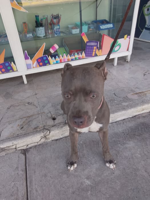 Foto del avistamiento de perro